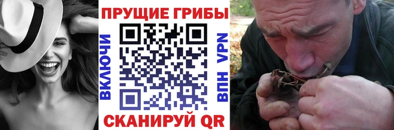 купить   Омск  Галлюциногенные грибы Psilocybine cubensis 